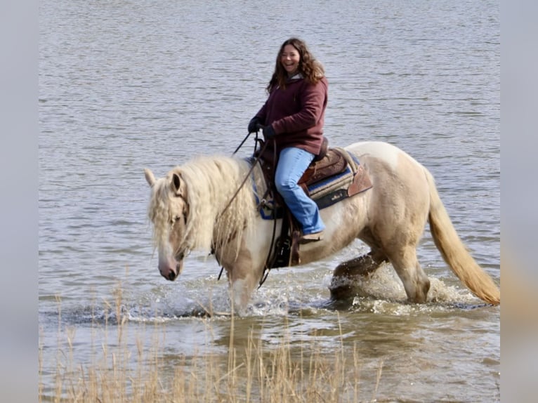 Gypsy Horse Mare 5 years Palomino in Howell, MI