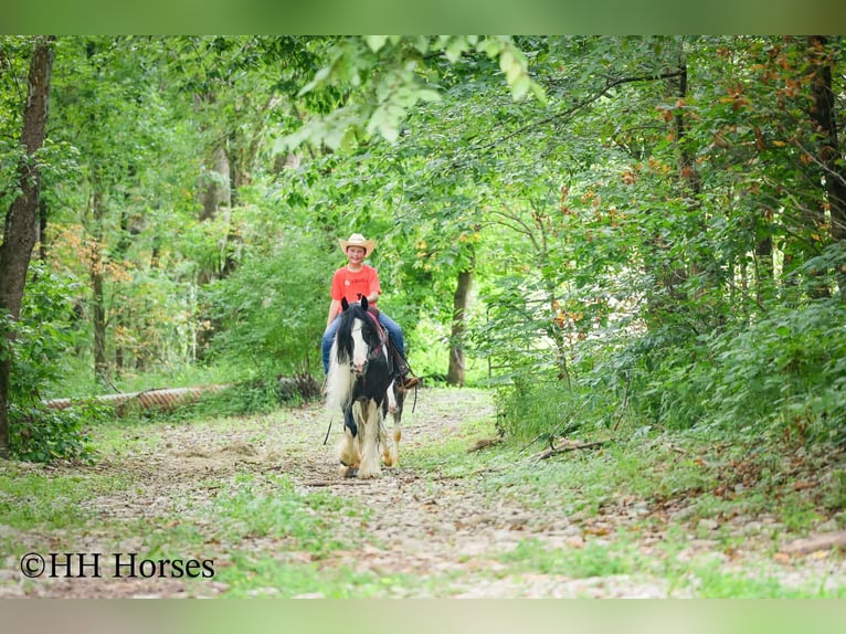 Gypsy Horse Mare 5 years Pinto in Flemingsburg