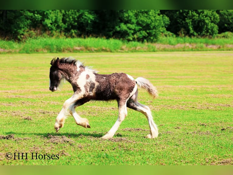 Gypsy Horse Mare 5 years Pinto in Flemingsburg