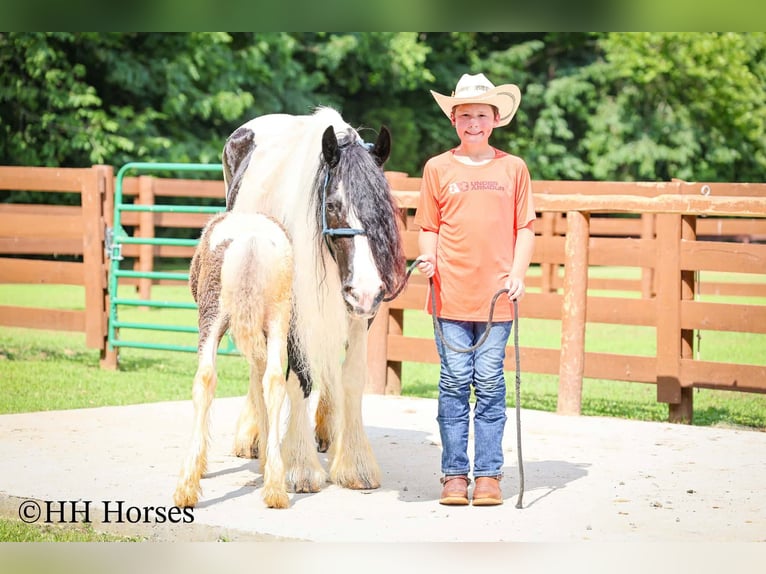 Gypsy Horse Mare 5 years Pinto in Flemingsburg