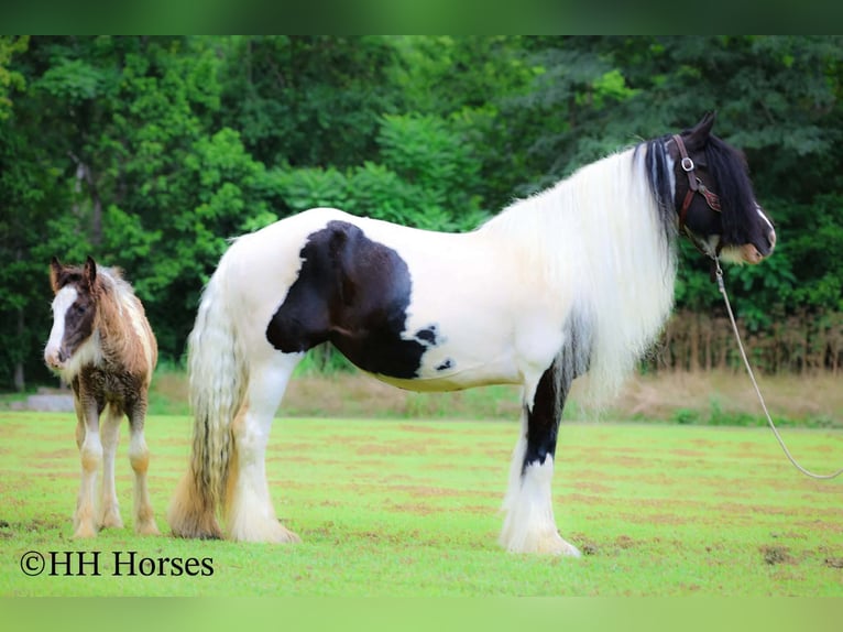 Gypsy Horse Mare 5 years Pinto in Flemingsburg