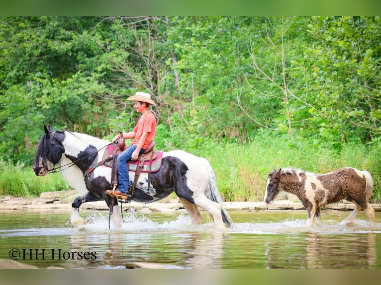 Gypsy Horse Mare 5 years Pinto in Flemingsburg