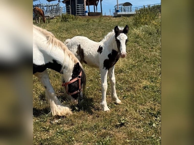 Gypsy Horse Mare 6 years 12.2 hh Pinto in Daleiden