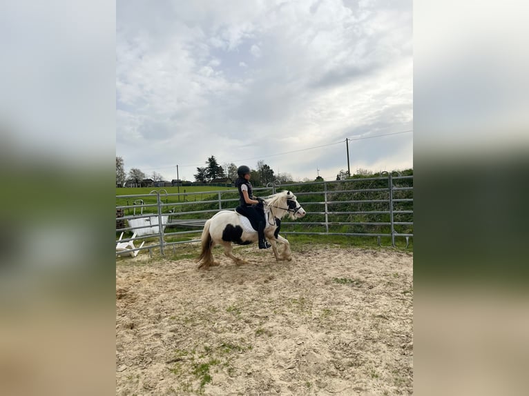 Gypsy Horse Mare 6 years 12.2 hh Pinto in Heinsberg