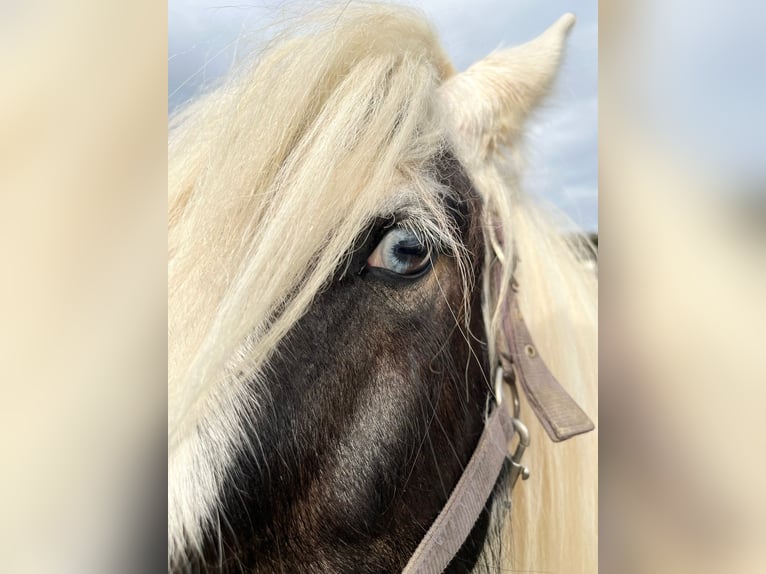 Gypsy Horse Mare 6 years 12.2 hh Pinto in Heinsberg