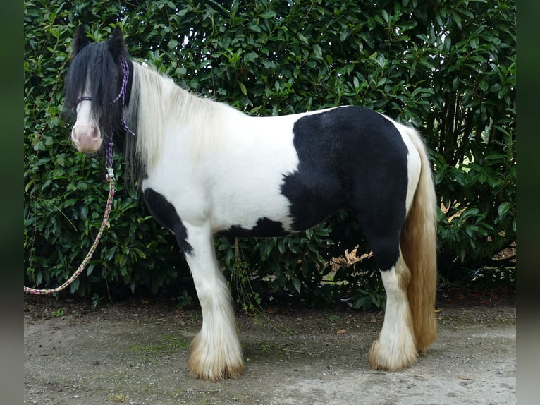Gypsy Horse Mare 6 years 12,3 hh Pinto in Lathen