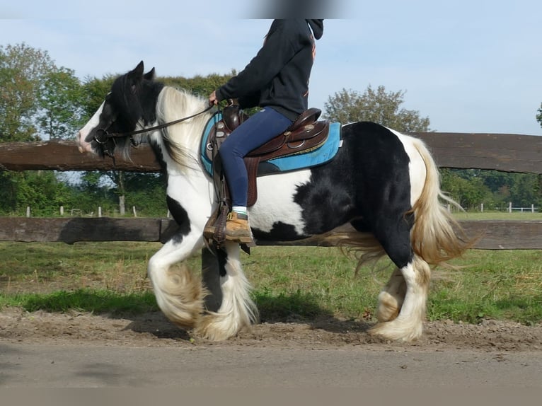 Gypsy Horse Mare 6 years 12,3 hh Pinto in Lathen