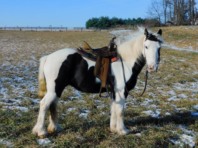 Gypsy Horse Mare 6 years 12,3 hh in Apple Creek, OH