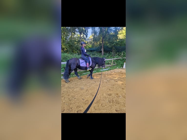 Gypsy Horse Mare 6 years 13,1 hh Black in Schweppenhausen