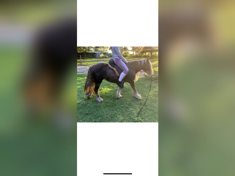 Gypsy Horse Mix Mare 6 years 13,1 hh Chestnut-Red in Veendam