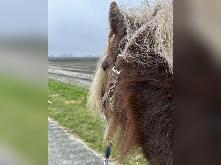 Gypsy Horse Mix Mare 6 years 13,1 hh Chestnut-Red in Veendam