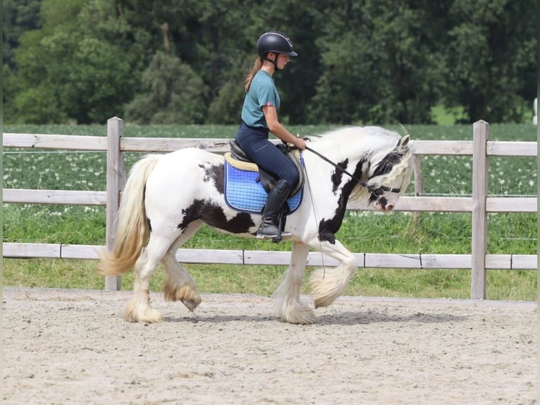 Gypsy Horse Mare 6 years 13.1 hh Pinto in Pepingen