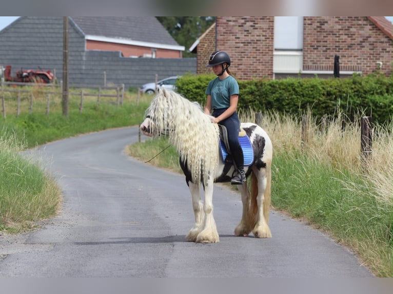 Gypsy Horse Mare 6 years 13.1 hh Pinto in Pepingen