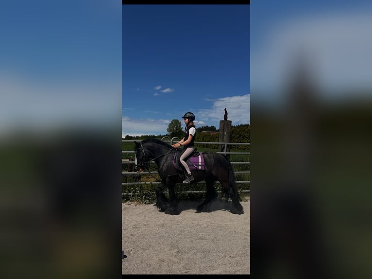 Gypsy Horse Mare 6 years 13.2 hh Grey-Dark-Tan in Grabenstätt