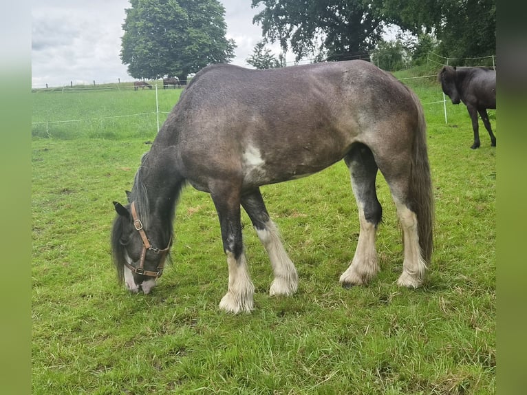 Gypsy Horse Mare 6 years 13.2 hh  in Beverungen