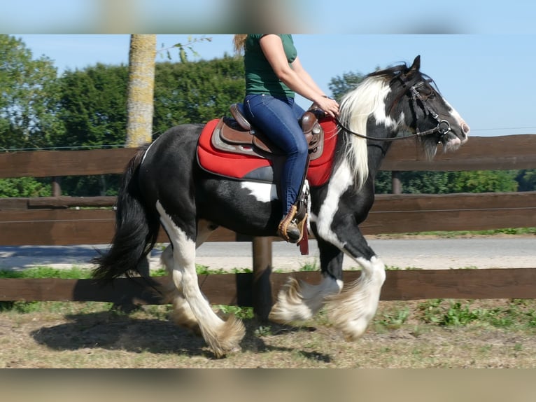 Gypsy Horse Mare 6 years 13,2 hh Pinto in Lathen
