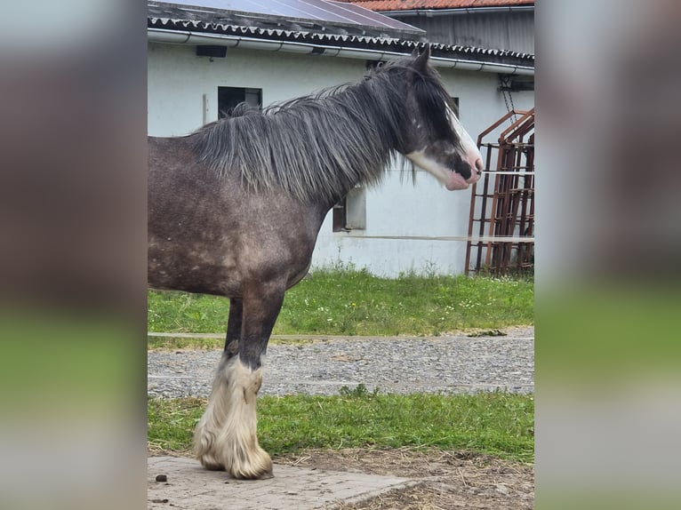 Gypsy Horse Mare 6 years 13.2 hh Roan-Blue in Beverungen