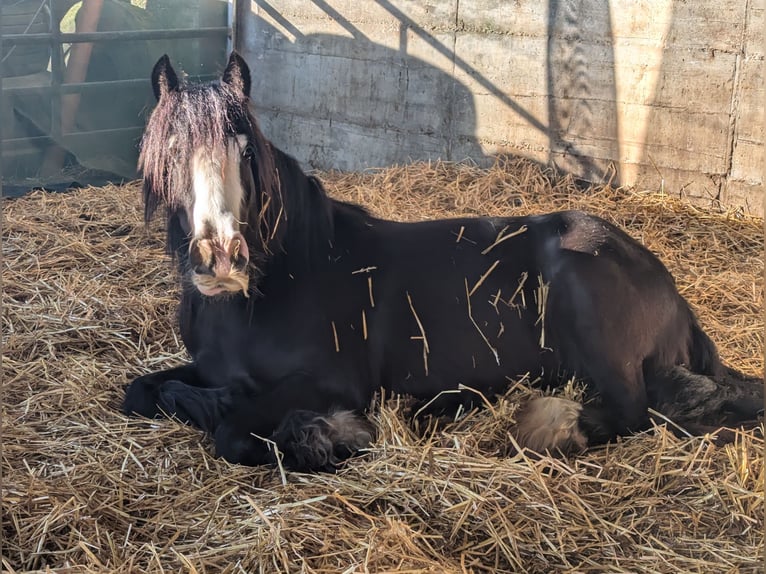 Gypsy Horse Mare 6 years 13,1 hh Black in Heinsberg