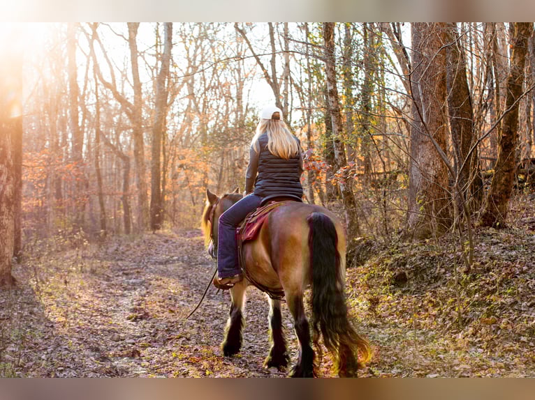 Gypsy Horse Mare 6 years 14,1 hh Bay in Santa Fe