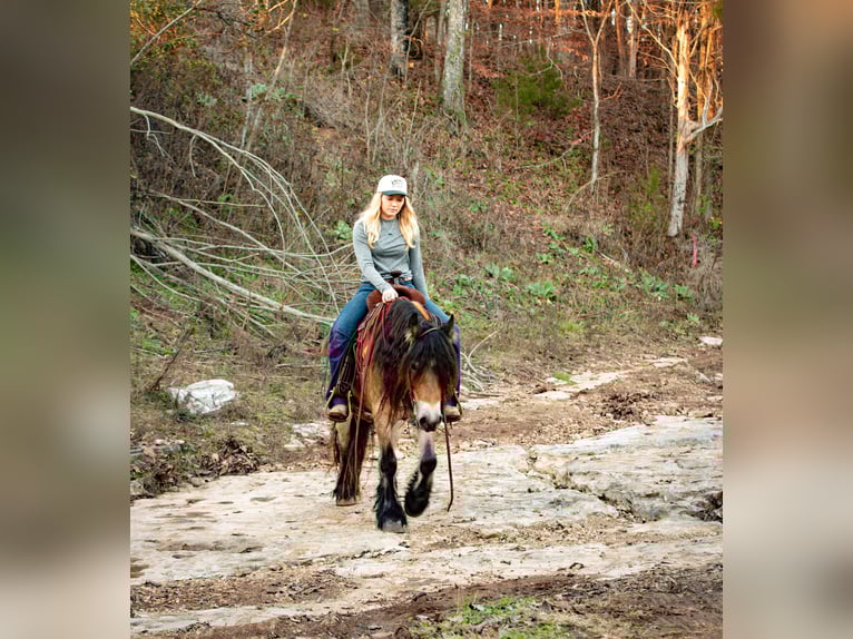 Gypsy Horse Mare 6 years 14,1 hh Bay in Santa Fe