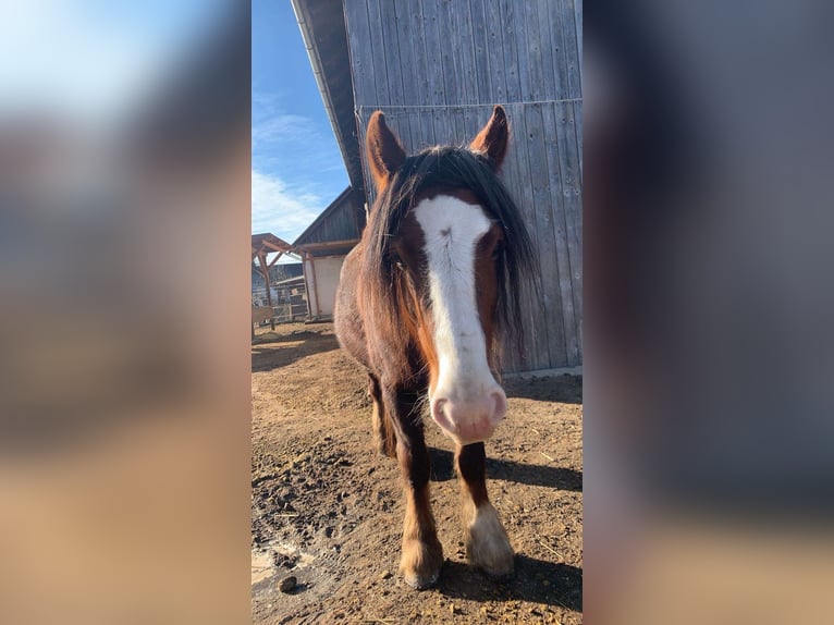 Gypsy Horse Mare 6 years 14,1 hh Brown in Kapfenberg