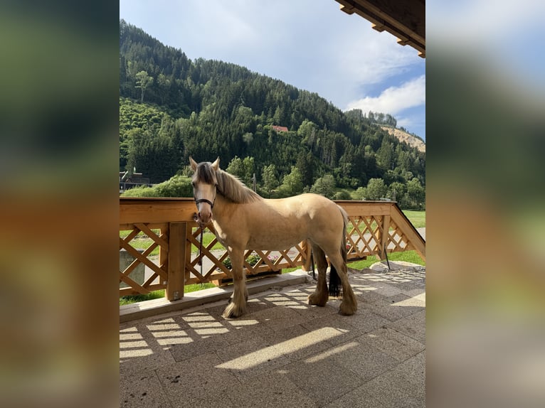 Gypsy Horse Mare 6 years 14.2 hh Palomino in Obdach