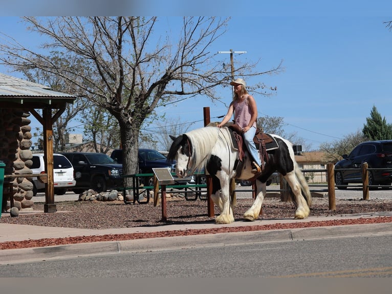 Gypsy Horse Mare 6 years 14,3 hh in Camp Verde, AZ