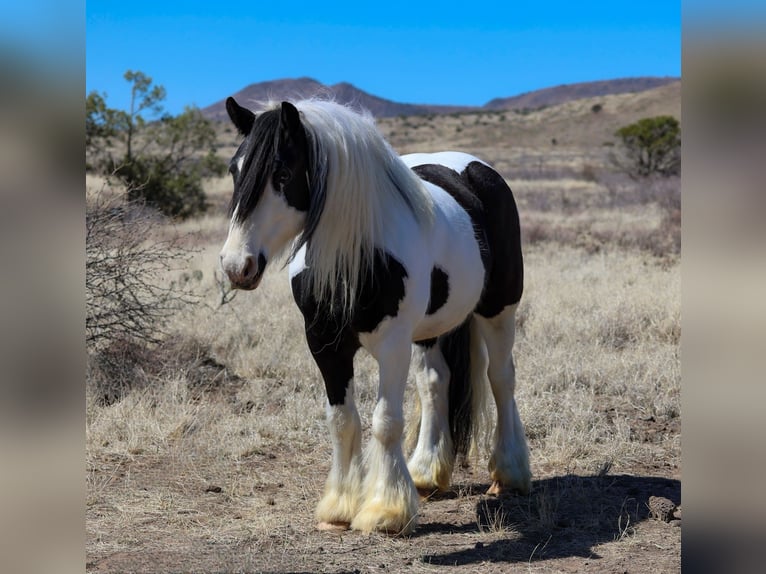Gypsy Horse Mare 6 years 14,3 hh in Camp Verde, AZ