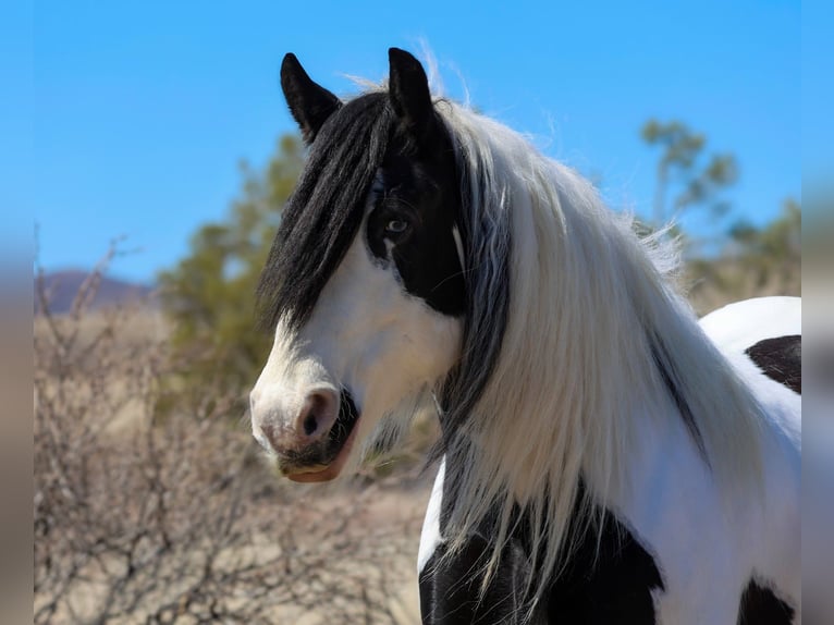 Gypsy Horse Mare 6 years 14,3 hh in Camp Verde, AZ
