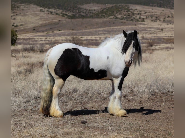 Gypsy Horse Mare 6 years 14,3 hh in Camp Verde, AZ