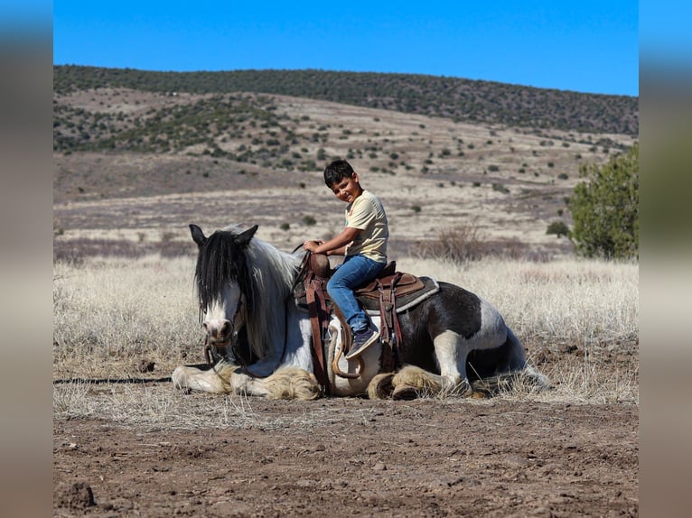 Gypsy Horse Mare 6 years 14,3 hh in Camp Verde, AZ