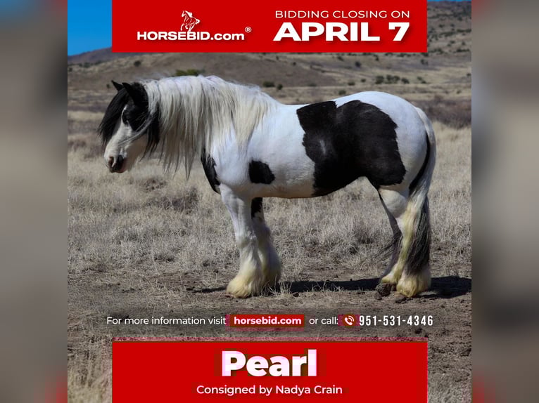 Gypsy Horse Mare 6 years 14,3 hh in Camp Verde, AZ