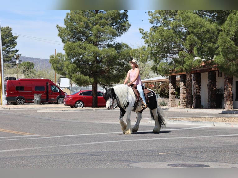 Gypsy Horse Mare 6 years 14,3 hh in Camp Verde, AZ