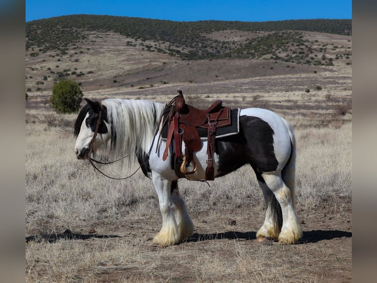 Gypsy Horse Mare 6 years 14,3 hh in Camp Verde, AZ