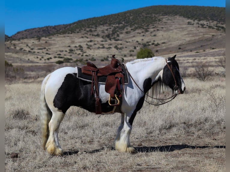 Gypsy Horse Mare 6 years 14,3 hh in Camp Verde, AZ
