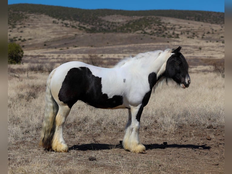 Gypsy Horse Mare 6 years 14,3 hh in Camp Verde, AZ