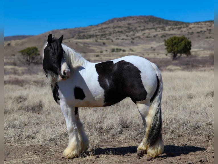 Gypsy Horse Mare 6 years 14,3 hh in Camp Verde, AZ