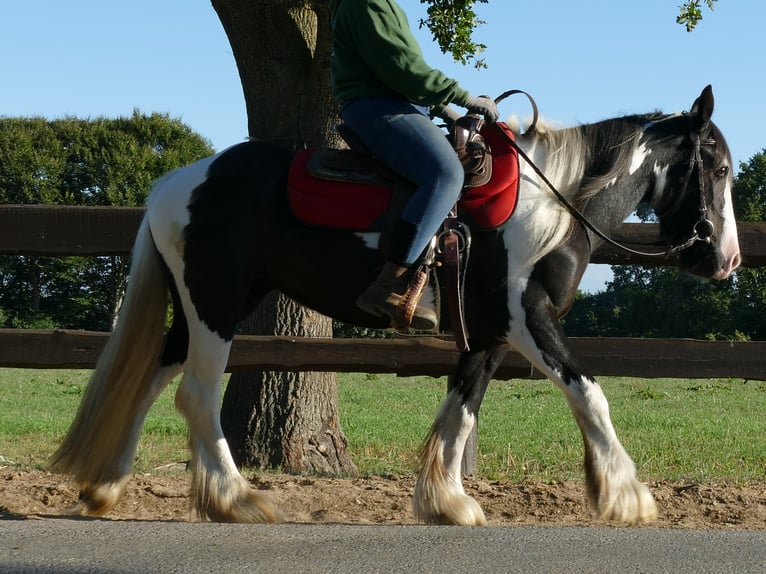Gypsy Horse Mare 6 years 14 hh Pinto in Lathen