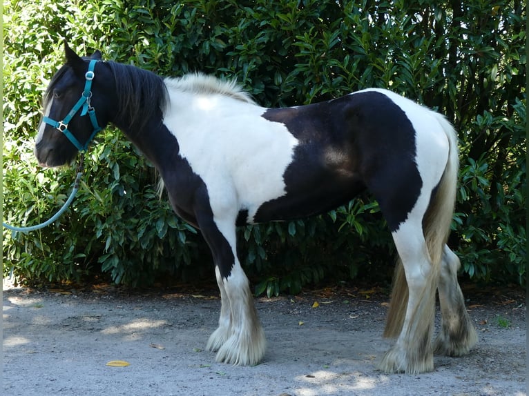 Gypsy Horse Mare 6 years 14 hh Pinto in Lathen