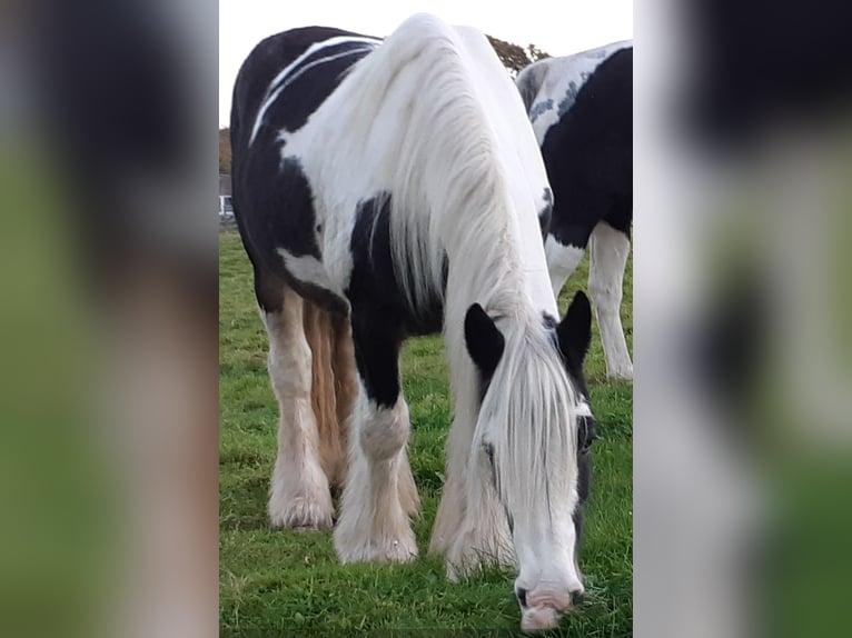 Gypsy Horse Mare 6 years 14 hh Tobiano-all-colors in Zetel Zetel