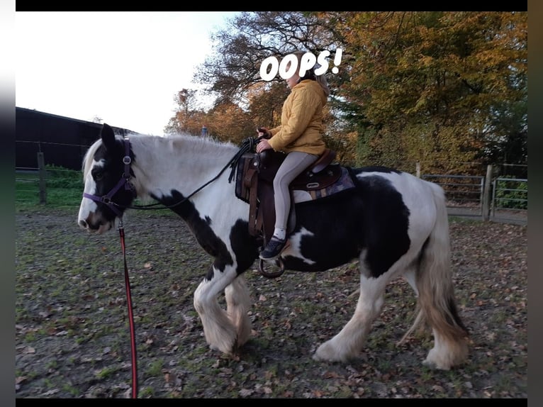 Gypsy Horse Mare 6 years 14 hh Tobiano-all-colors in Zetel Zetel