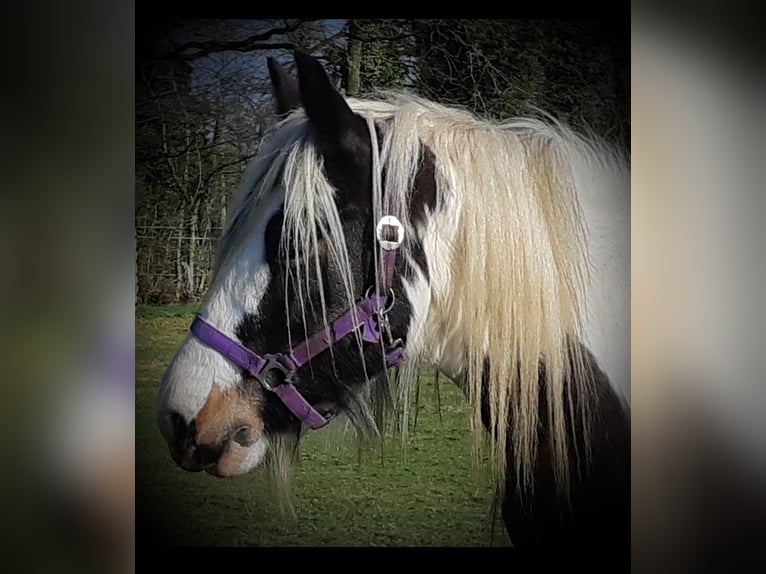Gypsy Horse Mare 6 years 14 hh Tobiano-all-colors in Zetel Zetel