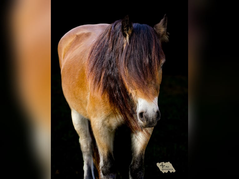 Gypsy Horse Mare 6 years 14,1 hh Bay in Santa Fe