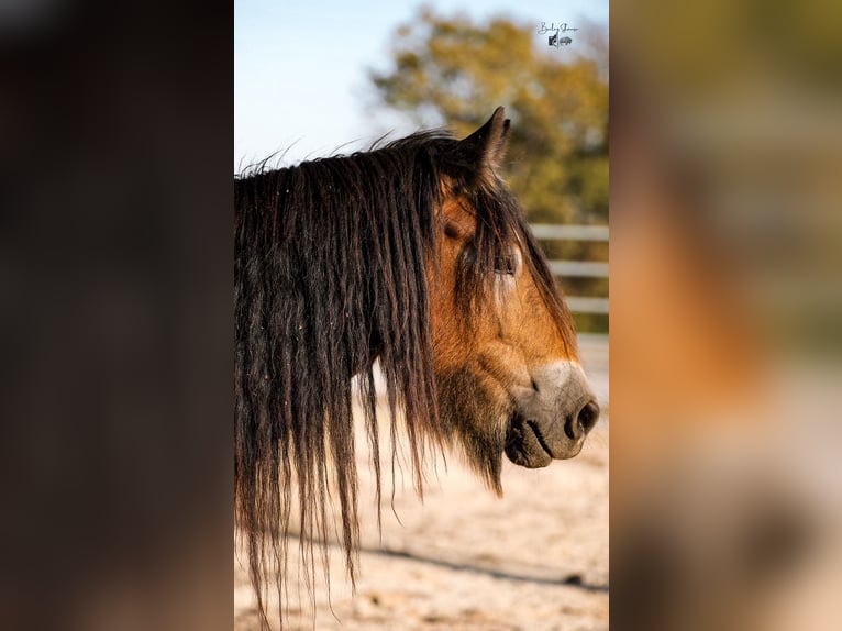 Gypsy Horse Mare 6 years 14,1 hh Bay in Santa Fe