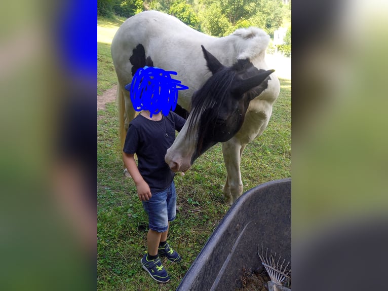 Gypsy Horse Mix Mare 6 years 14,1 hh Pinto in Mettlach