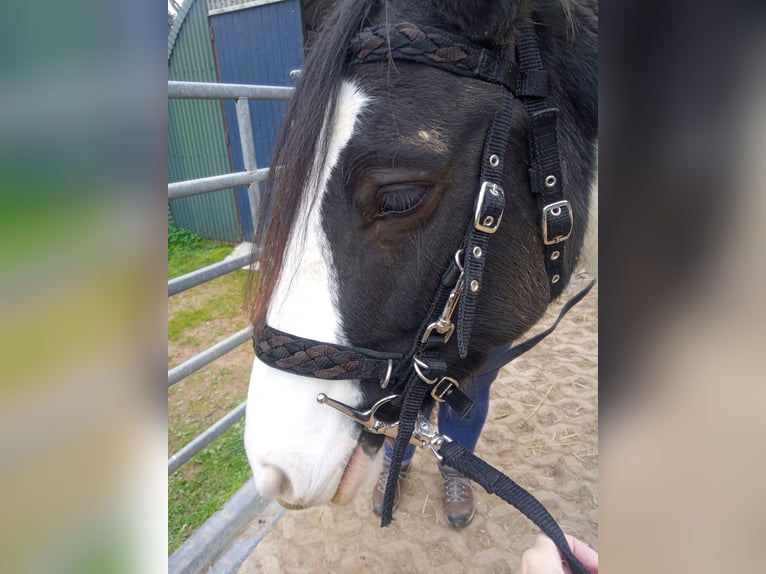 Gypsy Horse Mix Mare 6 years 14,1 hh Pinto in Mettlach