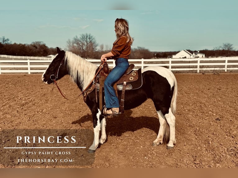 Gypsy Horse Mare 6 years 14,1 hh Tobiano-all-colors in Fort Collins, CO
