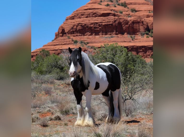 Gypsy Horse Mare 6 years 14,2 hh in Camp Verde, AZ