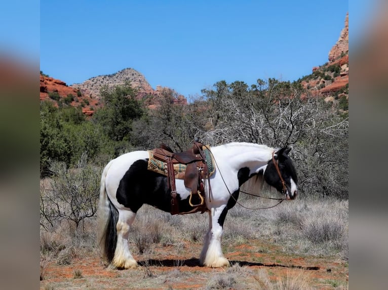 Gypsy Horse Mare 6 years 14,2 hh in Camp Verde, AZ