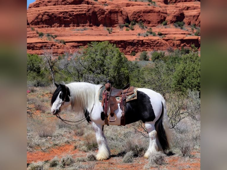 Gypsy Horse Mare 6 years 14,2 hh in Camp Verde, AZ